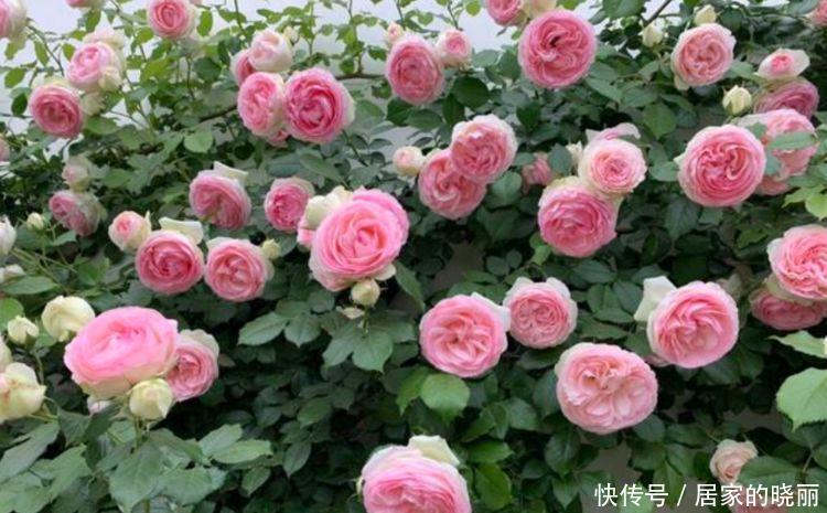 4种花养家里,比绿萝还好养,开花漂亮花期长,谁养谁喜欢