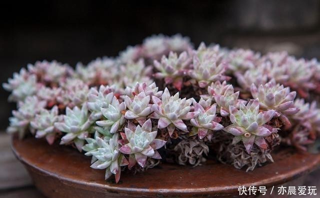 根系不好的多肉|根系好的多肉,平时有这3种表现,及时培养快速长成老桩