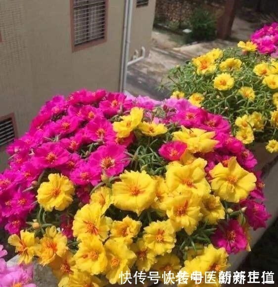 浇水|阳台养花养些“不死花”，一个月不浇水，还能打鸡血似地开满花！