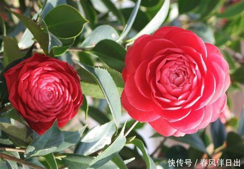 冬天养茶花,了解掌握3个要点,不黄叶不掉苞,花朵大又美!