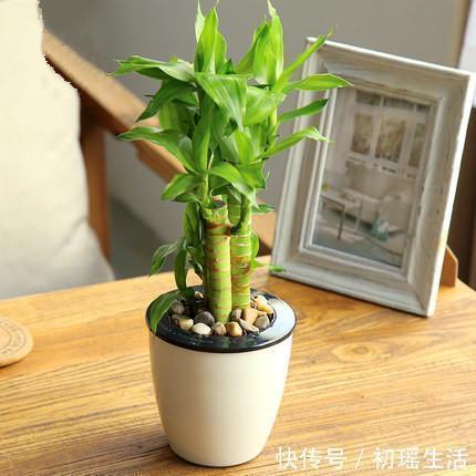 竹报平安|家里什么植物都可以不养,唯独这4种花万万要摆放上,后悔才察觉