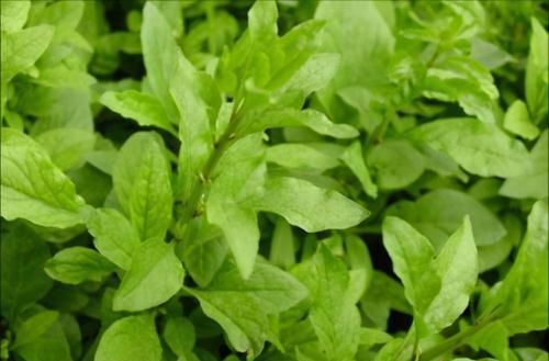 冬天|女性冬天常吃3种食物,美容养颜,增强免疫力,爱吃就赚到