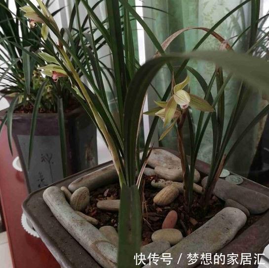 兰花繁殖该注意些什么,这些知识你必须了解,用不了半年翻倍