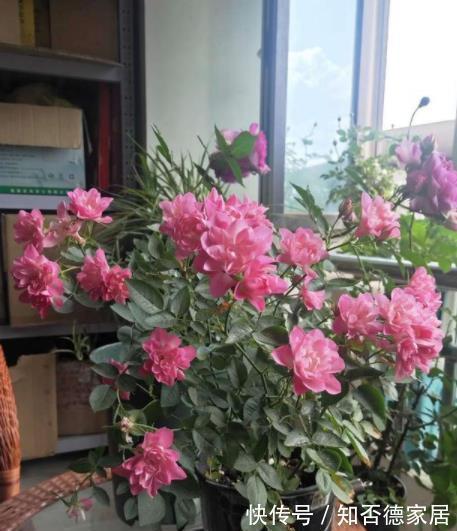 此花号称“开花劳模”，分枝多开花旺，一次能开30朵，是盆栽佳品