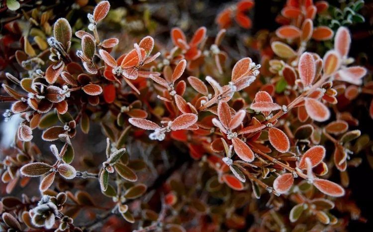 冬瓜|霜降过后，别忘记给家人做这几款汤，应季而食身体更棒