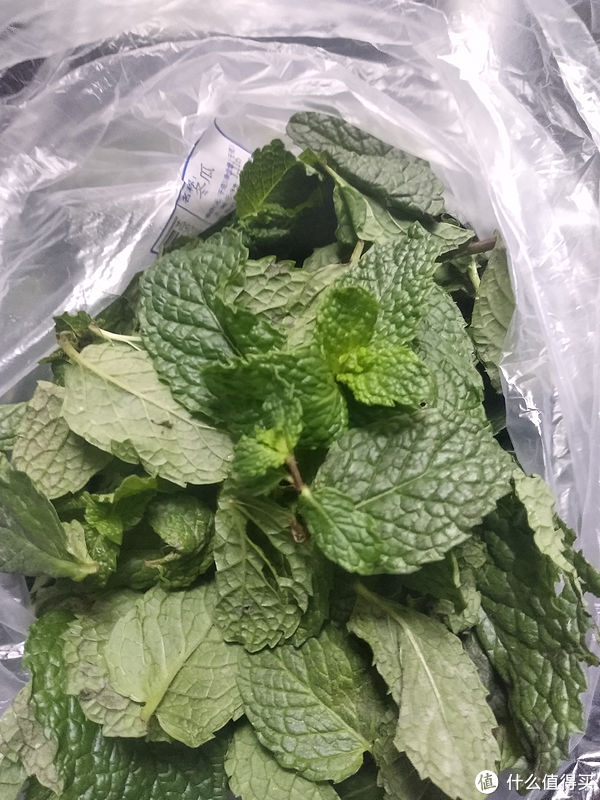 阳台养花系列-介绍几种适合阳台生存（够皮实）香料植物