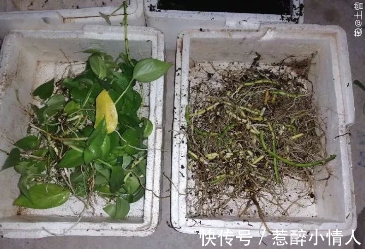 冬天修剪分“轻重”,有的花剪狠了,再也不开花