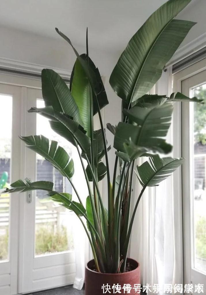 4种花要富养,根多“爱吃土”喜欢大花盆,用对了利于生长和开花