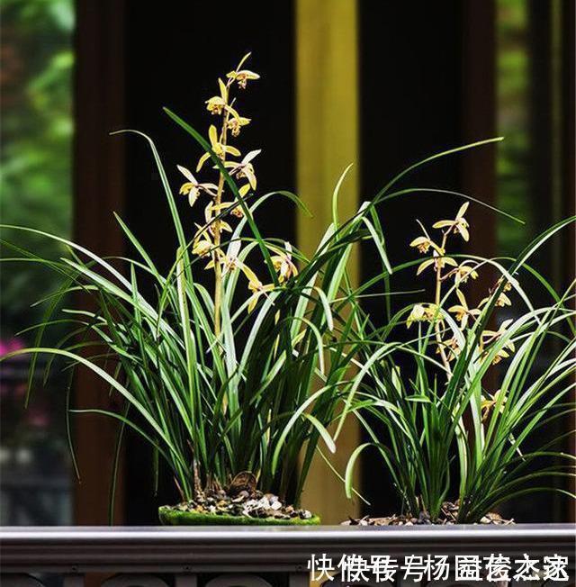 养兰花“2懒1勤”别守规矩，新芽冒不停，花箭半米高