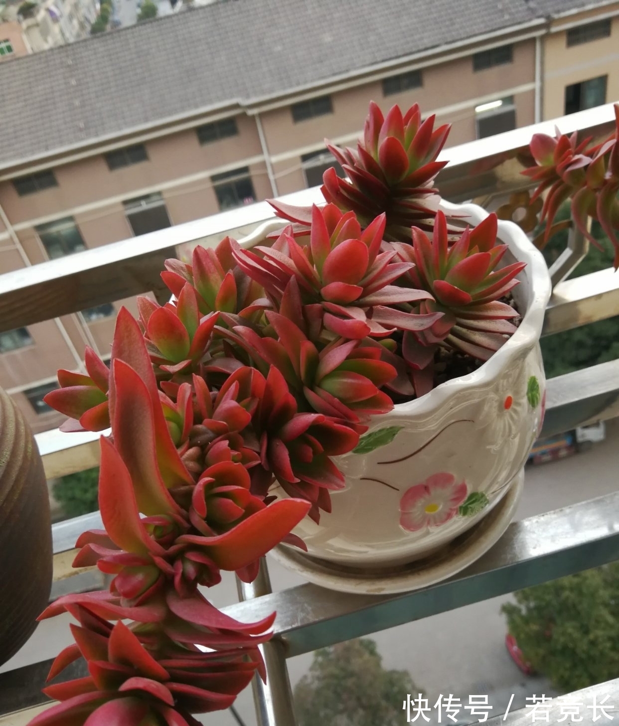 速率|这“三多肉”是耐热小能手,无需掐芽易群生,40℃仍生机勃勃