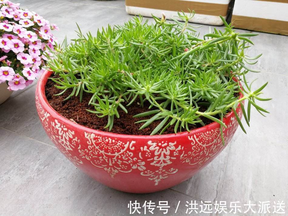 花盆|4种花现在扦插，枝条扔土里“生根快”，当年开花，变成养花大户