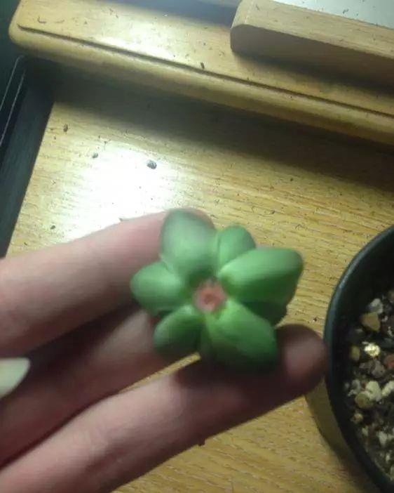 玉露徒长成“筷子”,找根线一拉,制服徒长不成问题!