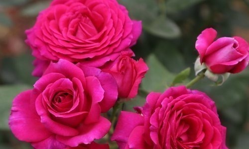 这4种花“欠修理”,要经常来几刀,才能枝繁叶茂,花开不断