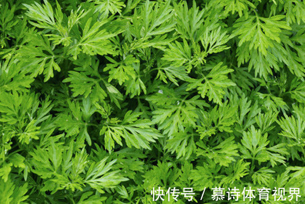 李言聞|七年之病，求三年之艾！1把艾草4味藥，這樣做，改善失眠、腰腿痛