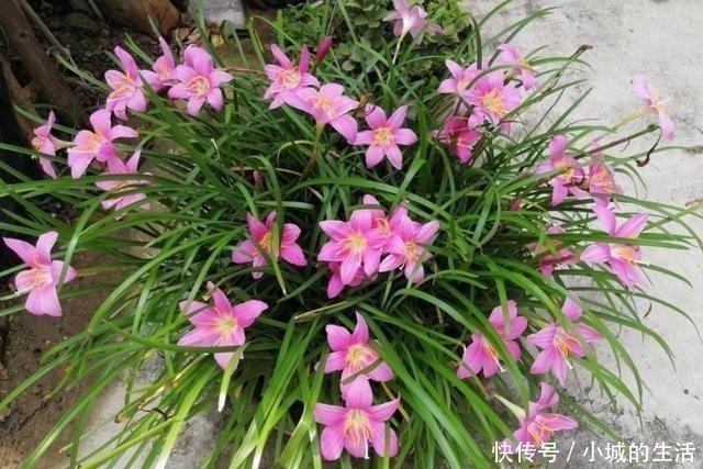 5种花扔外头,越下雨开得越好,超漂亮!5种花扔外头,越下雨开得越好,超漂亮!