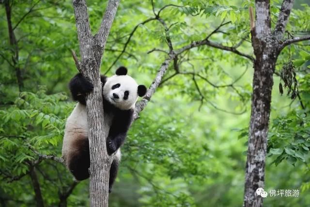 西安|静美佛坪 熊猫家园丨国庆小长假，来小城邂逅最美秋色!