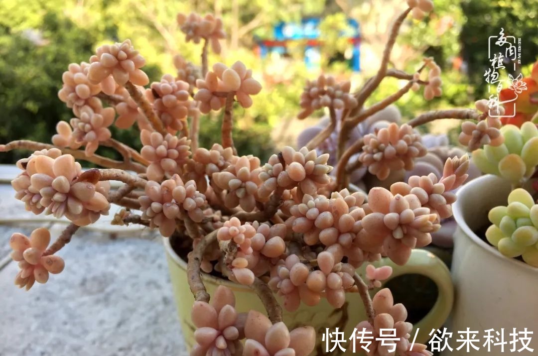 柴米油盐的日子,养几盆多肉吧,为生活添几抹色彩!