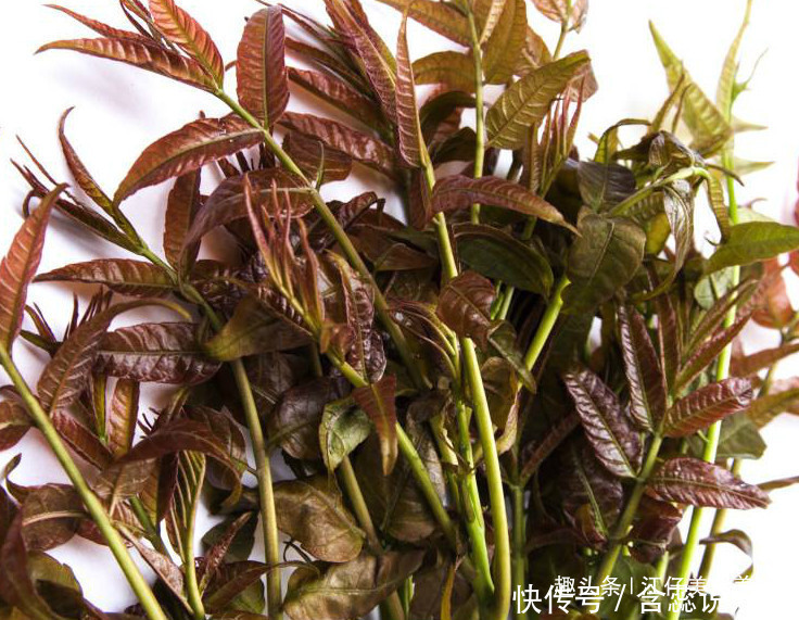 香椿好吃,却不能乱吃,春季吃香椿有1个禁忌,还有很多人不清楚