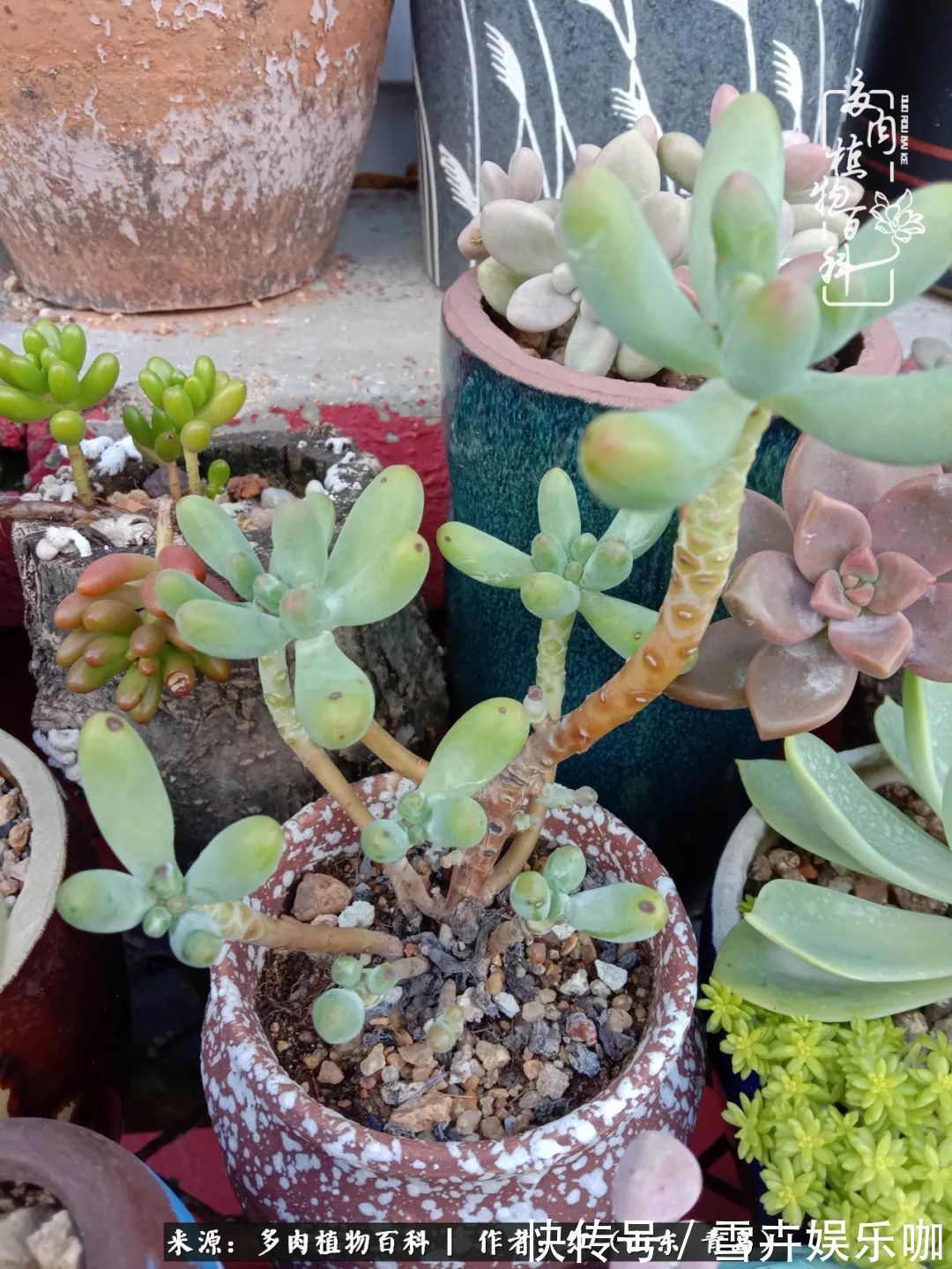 红稚莲|多肉度个夏,回到解放前!曾经有多美,现在就有多丑!