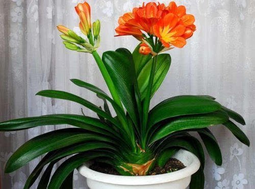 君子兰开花少给它喝点神仙水，叶子坚挺肥绿，开花100朵！
