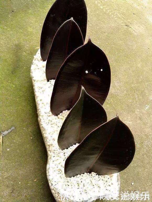 金钱树|养8种花,别花“冤枉钱”,掐1片叶子“扔土里”,几天就生根