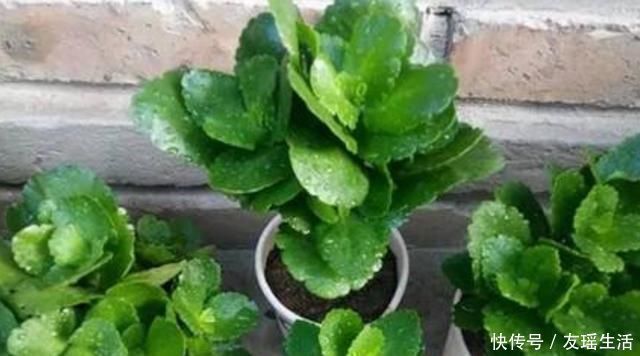 夏天养长寿花,放在屋里天天休眠,扔在这里呼呼冒芽,越长越旺