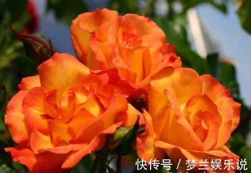 “高端玫瑰”宠爱小姐,金蕊红衣,仙气十足,非常值得拥有