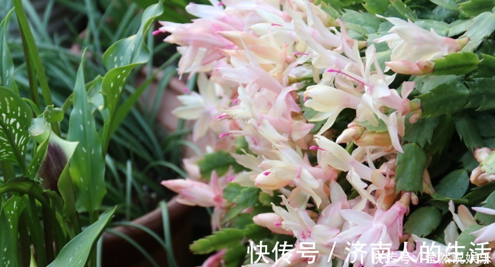 叶片|养蟹爪兰摆放“有讲究”,放到3个位置,花量小,容易落花!