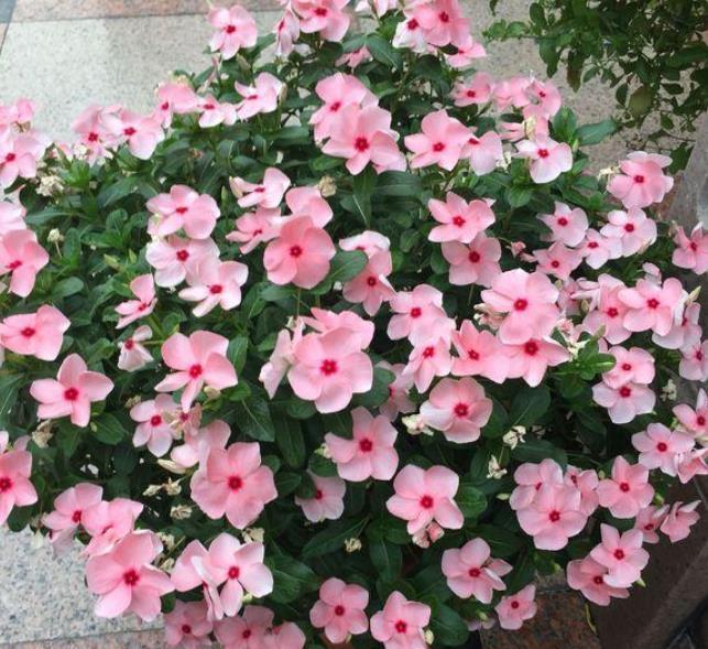 养花就养这几款,花朵小巧玲珑,花色繁多易爆盆,娇艳欲滴