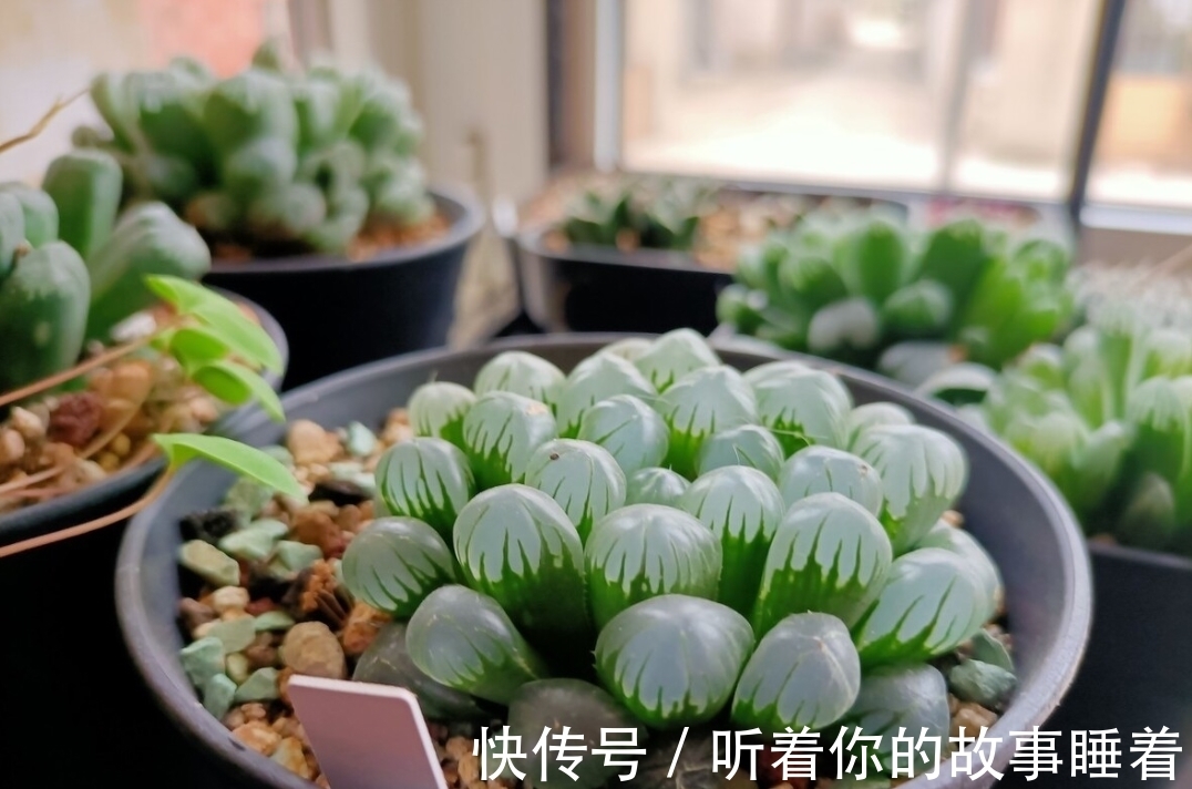 多肉|春天栽种多肉植物，做好5个“不”，棵棵长成小胖球