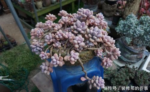 叶片|冬天养多肉桃蛋,掌握3个爆盆小技巧,粉嘟嘟长满盆!