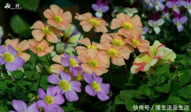 阳台最值得养的一种花,花期半年花朵艳丽,几乎每个人都种过!