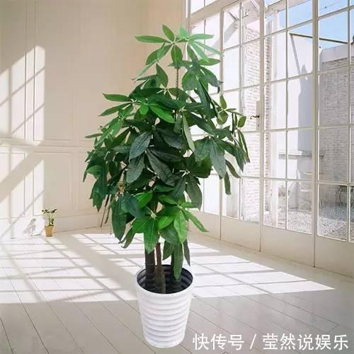 耐旱性|这5种常见植物最不喜欢浇水，一定要知道，避免养一盆死一盆！