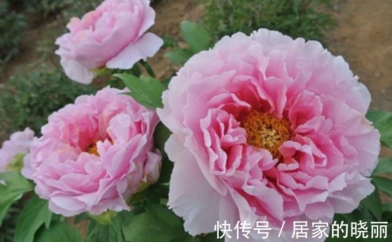 栽种|秋季正适合入手牡丹,这么栽种,年年复花,开花量比往年更胜