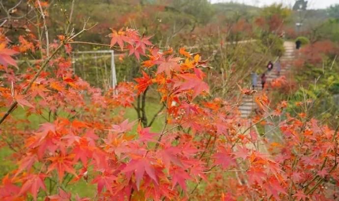 枫叶林|摘美味橙子，赏红枫叶林！天坪山与你不见不散