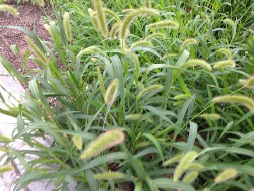 滑膜炎|没想到狗尾草原来是个宝，狗尾草的这5大功效，你知道吗？