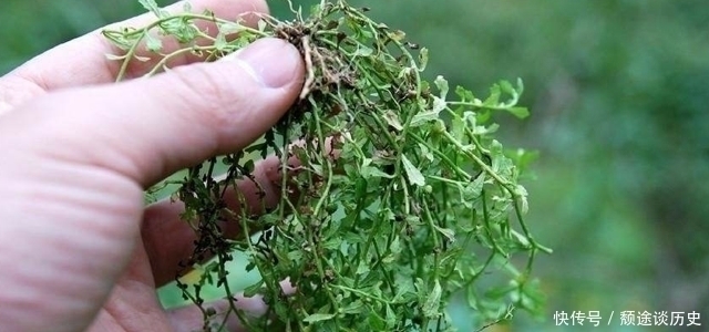 车前草|生在路旁被踩踏,价值却很高,30元一斤,你们认识吗