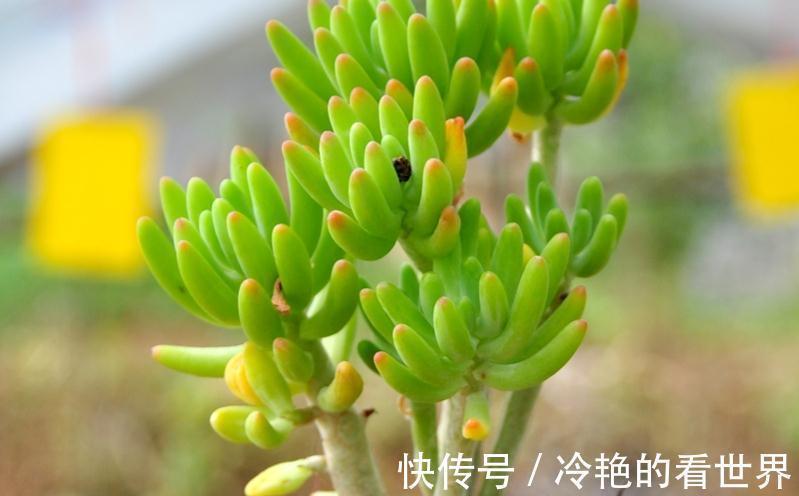 多肉植物|多肉果冻乙女心，自带果冻色，是果冻色系多肉里的颜值担当