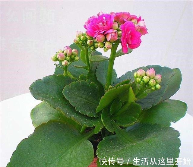 什么花生壳、柳树皮都不如这“2种肥”，盆里埋一点，养啥都爆盆！