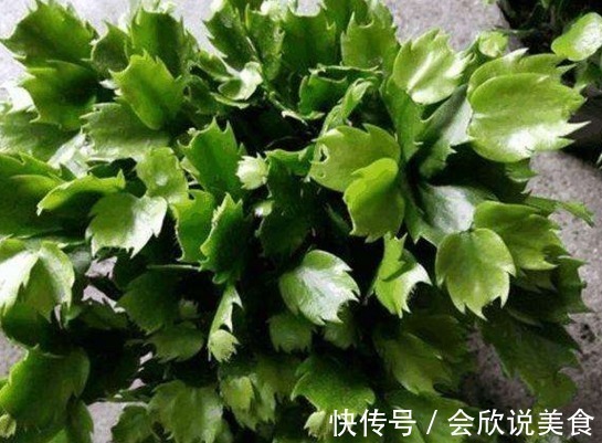 蟹爪兰|11月初,3种花不用买,“剪”个枝叶插土里,不久长满一整盆!