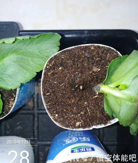 长寿花扦插8大步骤,一盆变十盆,超轻松!长寿花扦插8大步骤,一盆变十盆,超轻松!