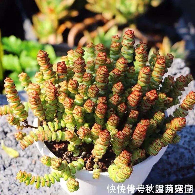 叶片|八种命里带“钱”的植物,家里养一盆,招财又旺运,你家养了几种