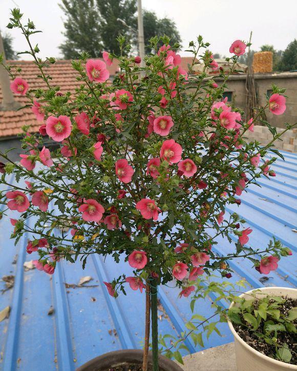 蟹爪兰|八月适合入手“6种花”，好养又漂亮，天气转凉更利于开花