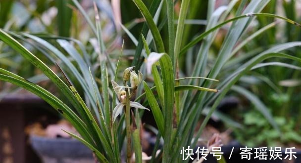 喜欢养兰花，3件事抓紧做，再不做就有些晚了