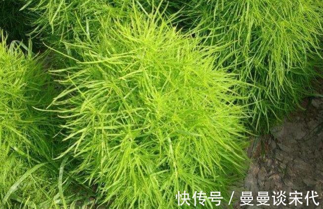 药用价值|立秋后,皮肤瘙痒难受,常吃此草,止痛止痒,远离皮肤疾病