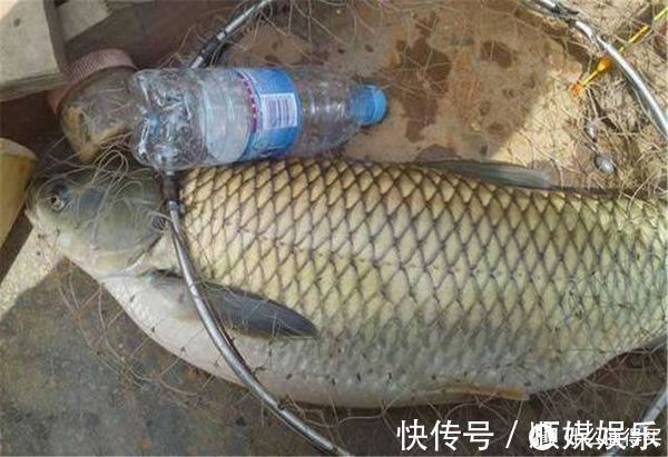 觅食|这东西钓草鱼堪称一绝,取材方便不用1分钱,爱钓草鱼的你别错过