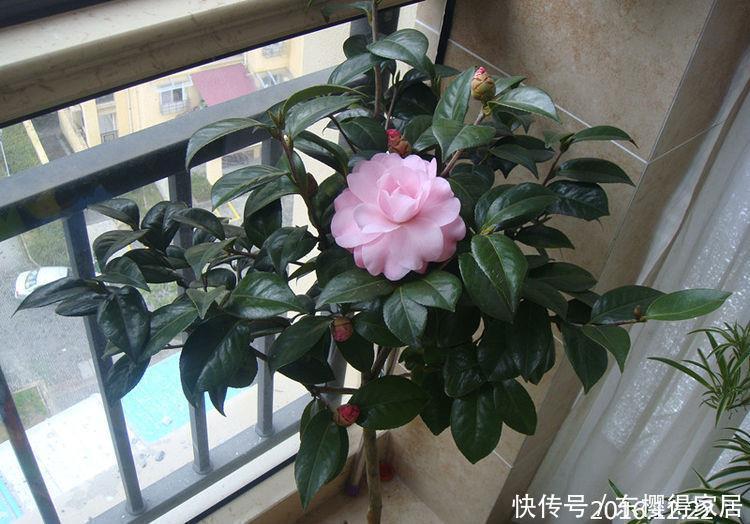 指甲花|“4种花”花期长达300天,好养又漂亮,财源滚滚来,还很好养!