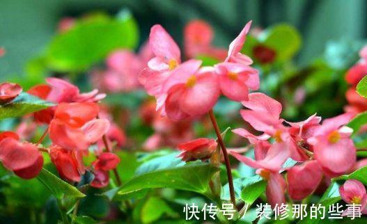 植株|从8月17日开始，家养此款花卉，花香四溢香满屋，庭院变花海