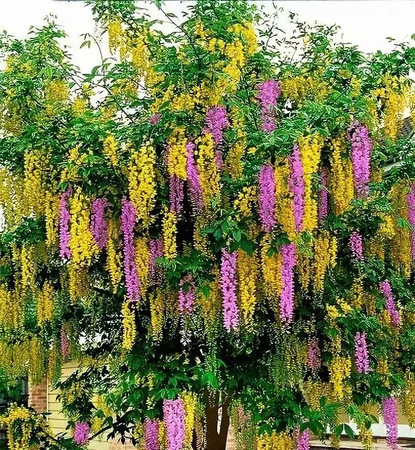 传来|太美了,世界照片今天终于传来,罕见至极,一睹为快