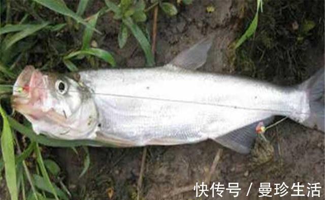 珠珠钓|假饵钓法不是路亚的“专利”,民间不少假饵钓法,可惜没能成体系